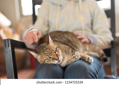 cat sleep on a woman's thigh at home