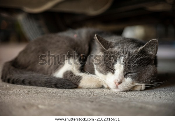 Cat sleep under the car scene - cute domestic cat\
sleep indoor under a car