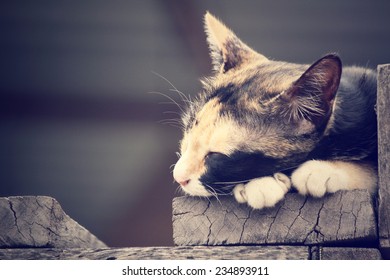 Cat sleeping