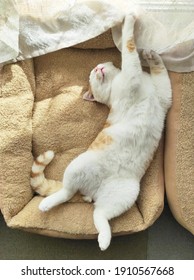 Cat Sleeping In Cat Bed In A Living Room Of A House. Flat Lay Top View Photo.