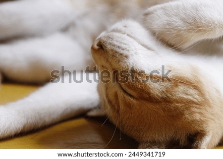 cat  - sleeping beuaty cat