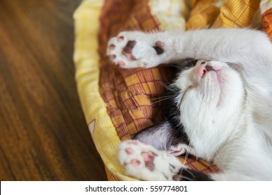 cat sleeping in the blanket, selective focus - Powered by Shutterstock