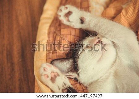 cat sleeping in the blanket, selective focus