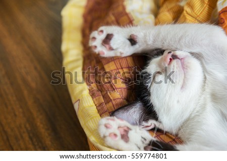 cat sleeping in the blanket, selective focus