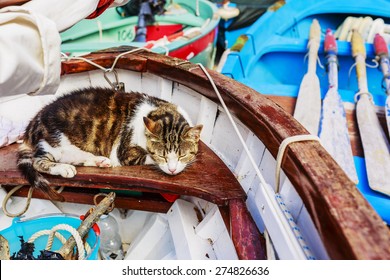 11,461 Cat on boat Images, Stock Photos & Vectors | Shutterstock