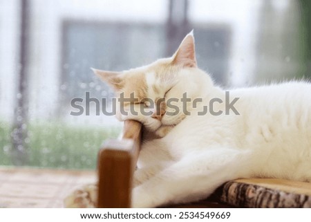 Cat sleeping by the window