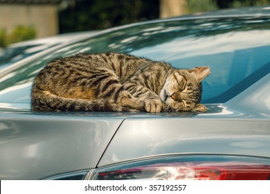 cat is sleeping in a car - Shutterstock ID 357192557