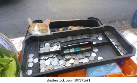 A Cat Sleeping In Cash Box At The Fresh Market.Bangkok, Thailand.