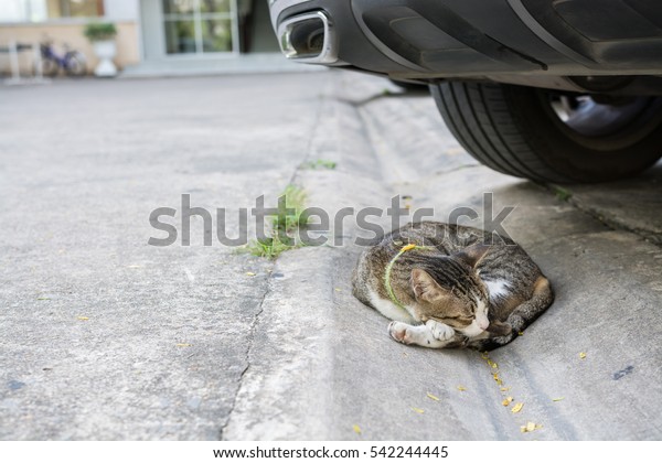 The cat is sleeping comfortably under the car\
very dangerous.
