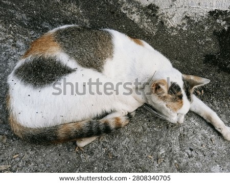 cat sleeping in a curled position