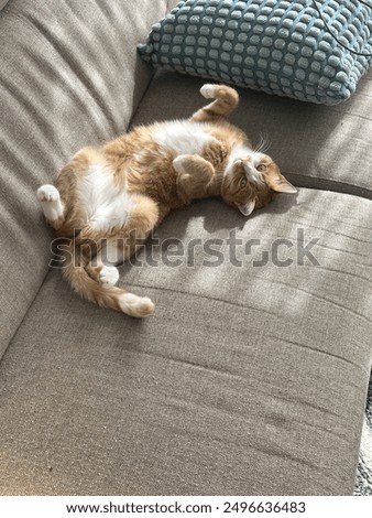 Cat sleeping in funny position