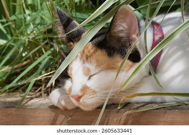 A cat is sleeping in the grass. The cat is white and black with a pink collar. The cat is curled up and he is very relaxed