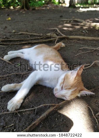 Cat is sleeping in the ground 