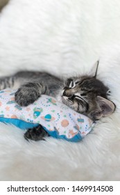 cat hugging pillow