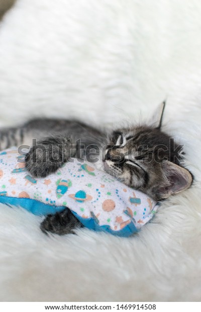 cat hugging pillow