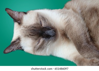 Cat Sleeping. Isolated On Green Screen.