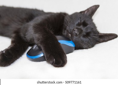 The cat is sleeping with mouse. Black cat is sleeping with a black mouse. Computer mouse caught the cat. Pleased cat and mouse.
