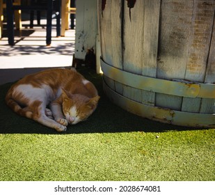 A cat sleeping near a barrel at a local restaurant in Samos, with its ear tipped, showing that it has been spayed.