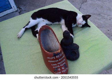 Cat Sleeping Next To A Donation Box