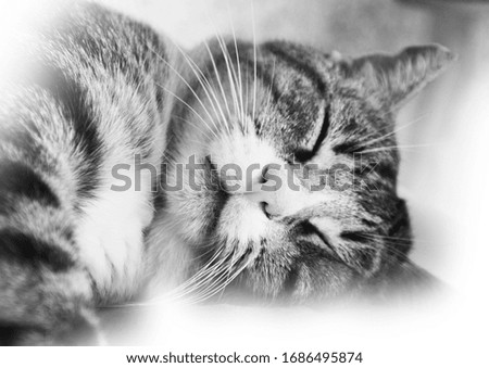 Similar – Image, Stock Photo Grey hangover lying on a board