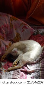 Cat sleeping on the bed