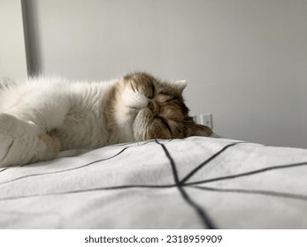 cat sleeping on the bed