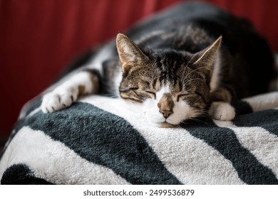 Cat sleeping on a black and white striped fleece. - Powered by Shutterstock