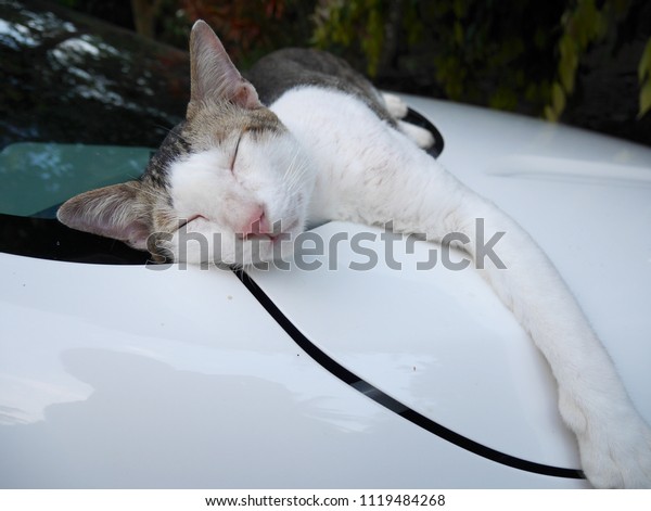 Cat sleeping on the\
car