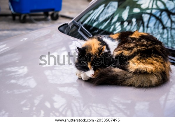 A\
cat sleeping on the car. The brown cat is sleeping. Sleeping stray\
cats. Cute cat is sleeping on the car. Selective\
focus.