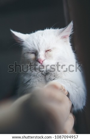 Similar – Cat sleeping on a couch