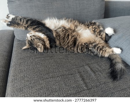 Cat sleeping on the couch