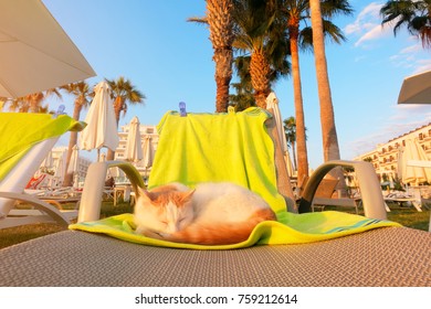 Cat Sleeping On Deckchair. Cyprus, Protaras