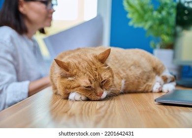 Cat Sleeping On Desk In Home Office, Woman Using Computer