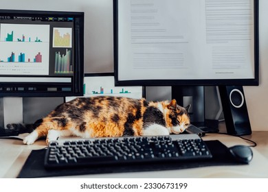 Cat sleeping on the desk at home-based office with IT equipment. Blurred screens with financial data, graphs and diagrams. Remote workplace at home. Finance market business. Soft selective focus. - Powered by Shutterstock