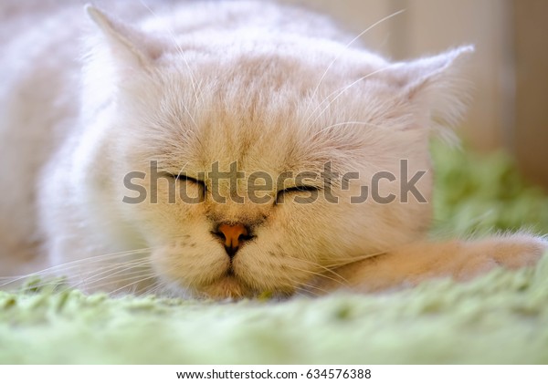 Cat Sleeping On Floor Cats Paw Stock Photo Edit Now 634576388