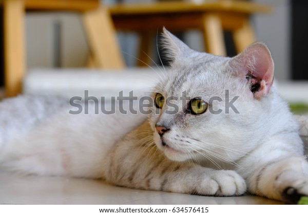 Cat Sleeping On Floor Cats Paw Stock Image Download Now