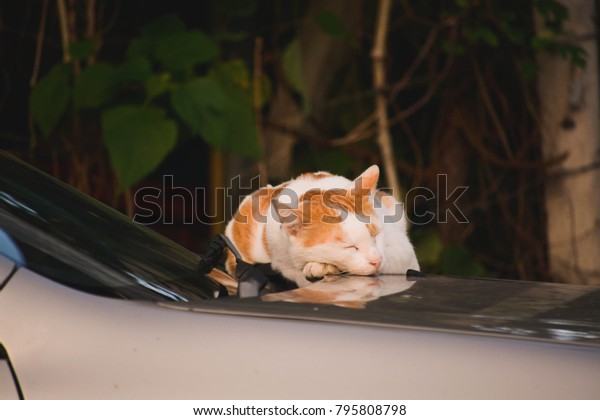 Cat sleeping on a gold\
car.