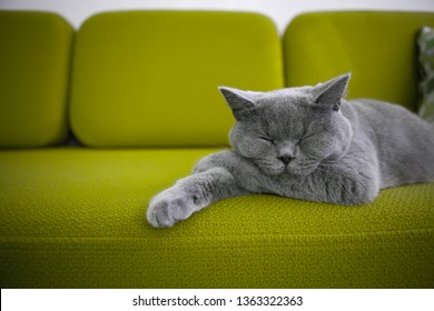 Cat sleeping on green sofa. - Powered by Shutterstock