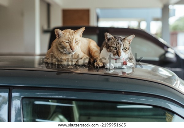 Cat sleeping on\
the roof of a car. Ginger and white cat sleeping on a vehicle. Copy\
space is on the left side.