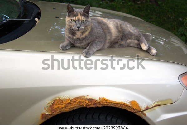 Cat sleeping on a rusty\
car