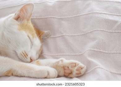 Cat sleeping on the sofa at home.  Happy tabby cat relaxing in a house. 
