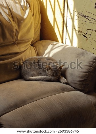 Cat sleeping on sofa with sun hard light,