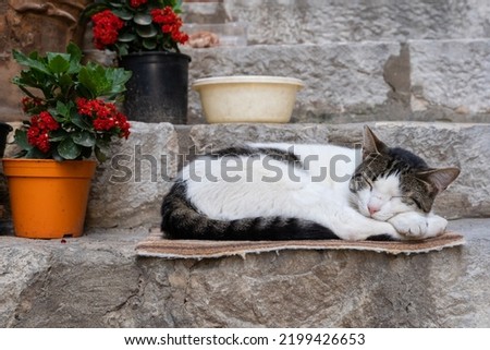 A cat sleeping on steps in old town Dubrovnic, horizontal