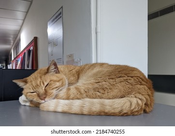  A Cat Is Sleeping On A Water Dispenser