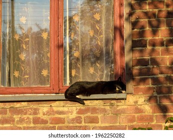 cat sleeping on the window