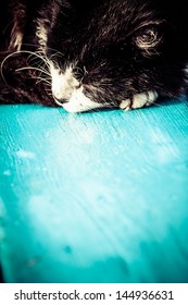 Cat Sleeping over blue table.