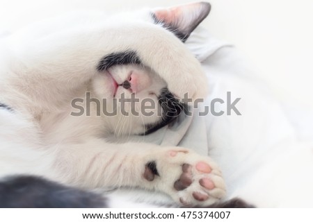cat sleeping with paw cover its face on white blanket, soft focus photo