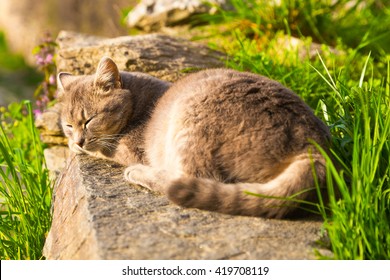 Cat Sleeping Peacefully In The Sun On A Stone In The Garden Viewed From Its Tail With Focus On The Head