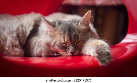 Cat Sleeping In Red Plastic Chair, Close Up, Eyes, Nose, Resting, High Quality Photo, Blur Background