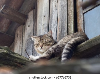 322 Cat gutter Images, Stock Photos & Vectors | Shutterstock